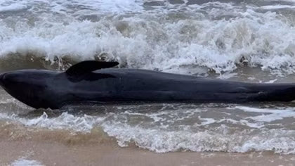 300-kg whale washes up on Phu Yen’s beach