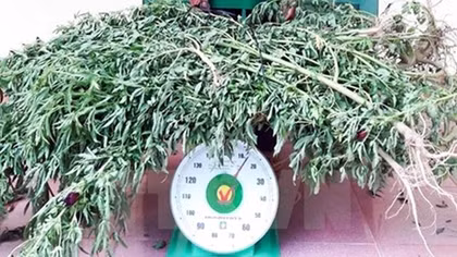 Quang Ninh police discover illegal marijuana grower