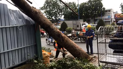 Tree down on Truong Chinh street (HCM city) due to strong winds.