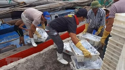 Urgent solutions needed to address EU’s warning of IUU fishing: ministry