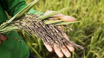 Rice cultivation must ensure domestic supply in spite of difficulties