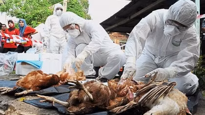 Ministry announces Vietnam free of bird flu