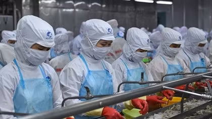 Pandemic has little impact on Vietnam’s shrimp exports