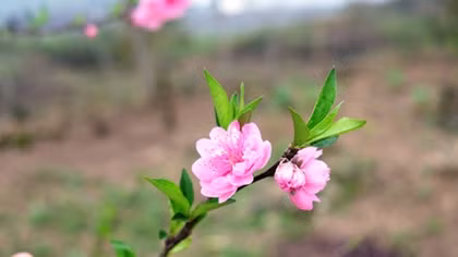 Beautiful peach flowers welcome visitors to the Dong Van Plateau