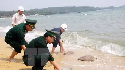 Tay Ninh seizes 66 turtles smuggled from Cambodia
