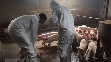 Nearly 2.5 million pigs culled due to African swine fever