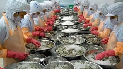 Shrimp exports may exceed 4 billion USD this year