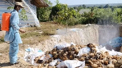 Hanoi culls 4,979 poultry in an effort to stem bird flu outbreak
