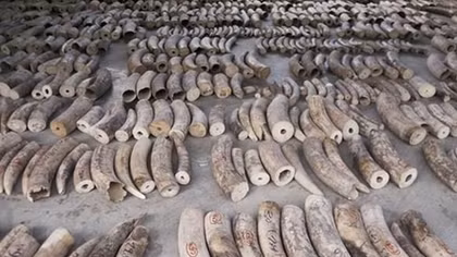 Singapore to ban sale of elephant ivory from 2021