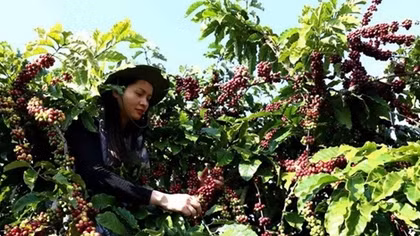 250 brands to attend Coffee Expo Vietnam 2018