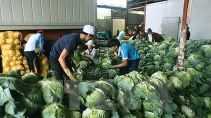 Farm produce prices slump as COVID-19 hits exports