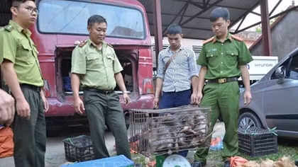 Dien Bien police seize large amount of trafficked wildlife animals