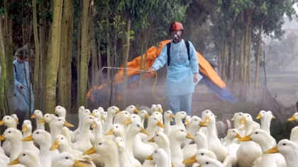 Dak Lak: bird flu forces cull of 3,565 poultry