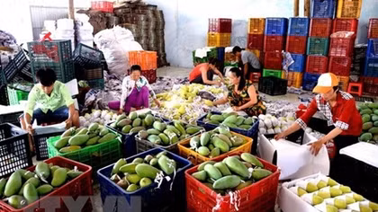 Vietnam’s fruit, vegetables export sees impressive growth