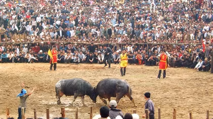 Vinh Phuc requested to tighten control over buffalo fighting festival