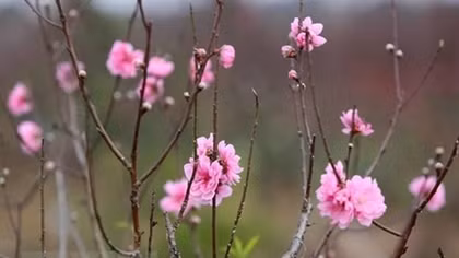 Lunar New Year holiday 2020 to last seven days