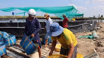Kien Giang to expand industrial shrimp farming