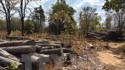 Ministry strives for sustainable forestry sector development