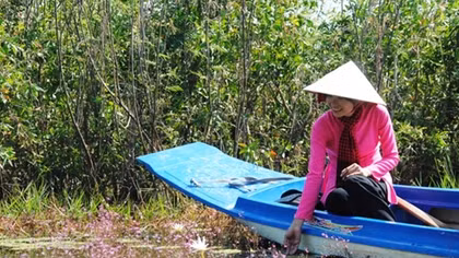 Purple flowers luring tourists at Tram Chim National Park 