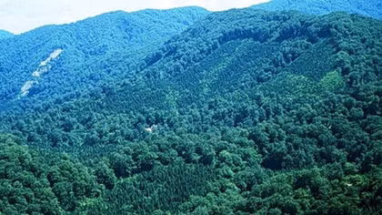 Forest coverage to rise to 47.25% in 2017