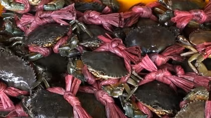 Tra Vinh farmers harvest mud crab for Tet, earn high profit