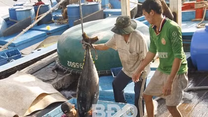 Binh Dinh strives to deal with EU “yellow card”
