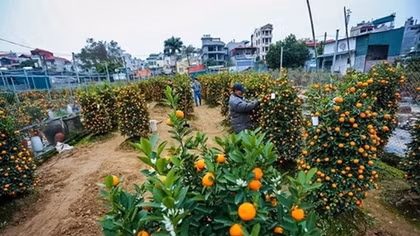 Ornamental plant growers rush towards Lunar New Year