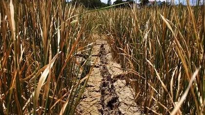 Dak Lak farmers hit by serious drought
