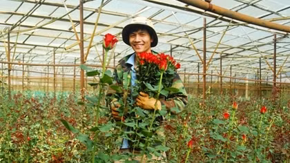 Fever of roses as Valentine’s Day coming 