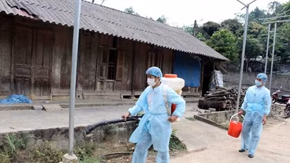 20 localities hit by African swine fever after Lai Chau outbreak