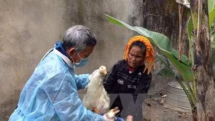 Another case of bird flu reported in Vietnam