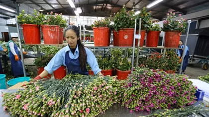 Da Lat, HCM City plan on flower exchange centers