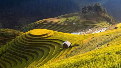 Mu Cang Chai to organize tourism festival
