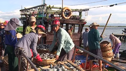 Quang Binh destroys 606 tons of cadmium contaminated fish