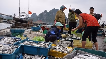 Thua Thien – Hue pays second-batch Formosa compensation to fishermen