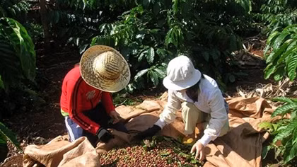 Coffee industry to face more losses in Q2