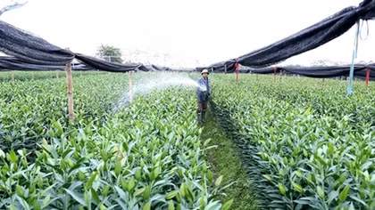 Hanoi aims to have all districts, communes recognized as new rural areas by 2030