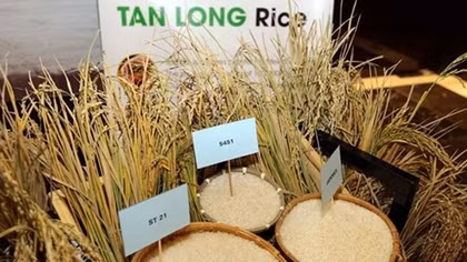 Vietnam’s rice exports hit 5.2 million tonnes in ten months