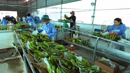 Vietnam, Netherlands agree to enhance agricultural partnership