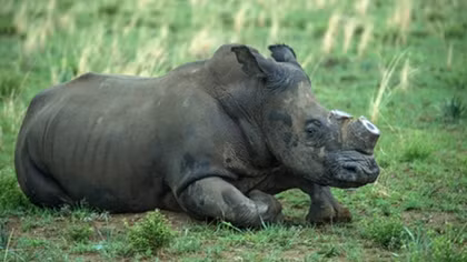Celebrities call on South Africa to withdraw plan on rhino horn trade legalization