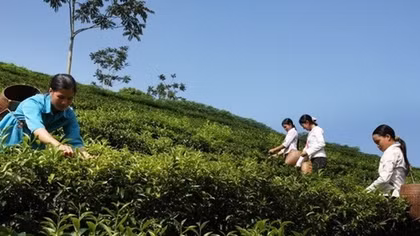 Vietnam exports 14,200 tonnes of tea to Taiwan in nine months