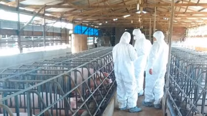 African swine fever outbreak detected in Lam Dong