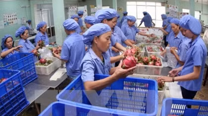 Vietnamese dragon fruit on Australian shelves