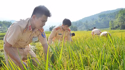 Dien Bien Traffic Police help local people harvest rice crops
