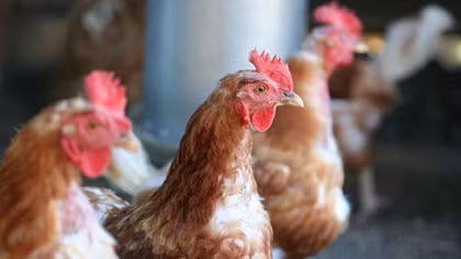 Hanoi sets tight control to prevent A/H7N9 outbreaks