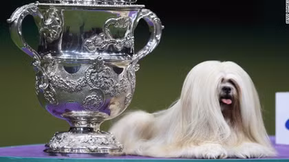 Vinh Long to hold first beauty pageant for puppies in Vietnam 