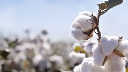 VN halts Ghana cotton imports