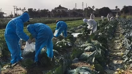 Trade ministry helping Hai Duong farmers sell product