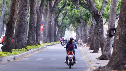 Ho Chi Minh City authorities powerless to protect green trees