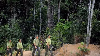 Tuyen Quang aims for more certified forest areas